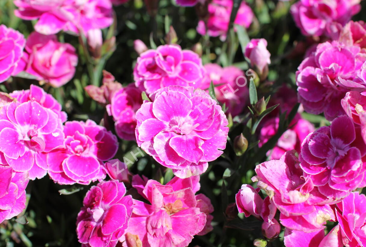 Hvozdík karafiát 'Capitan Aura' - Dianthus caryophyllus 'Capitan Aura'