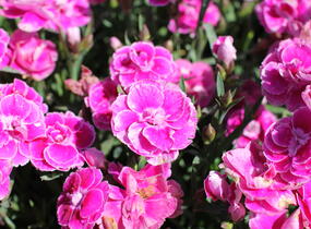 Hvozdík karafiát 'Capitan Aura' - Dianthus caryophyllus 'Capitan Aura'