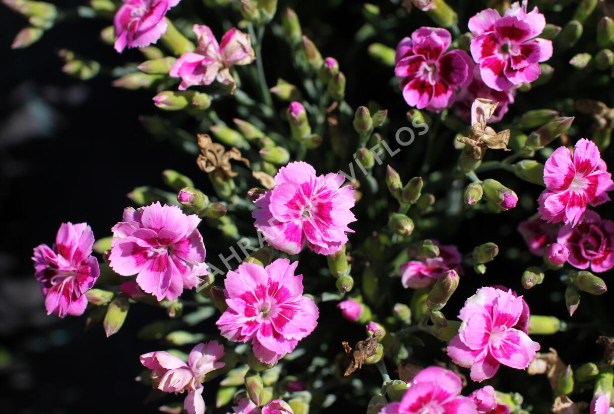 Hvozdík karafiát 'BFF Rose Passion' - Dianthus caryophyllus 'BFF Rose Passion'