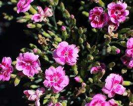 Hvozdík karafiát 'BFF Rose Passion'