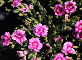 Hvozdík karafiát 'BFF Rose Passion' - Dianthus caryophyllus 'BFF Rose Passion'
