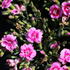 Dianthus caryophyllus 'BFF Rose Passion'_1.JPG