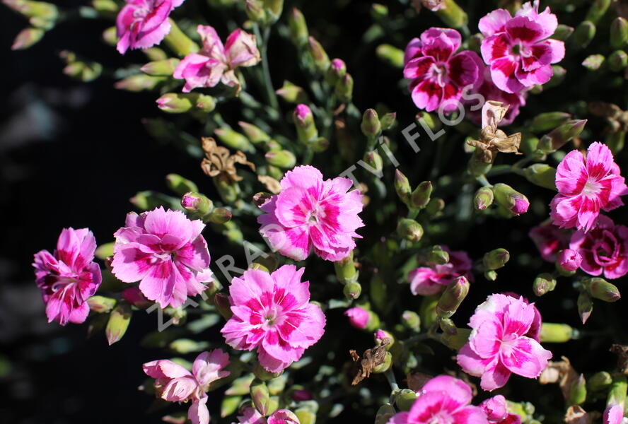 Hvozdík karafiát 'BFF Rose Passion' - Dianthus caryophyllus 'BFF Rose Passion'