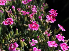 Hvozdík karafiát 'BFF Rose Passion' - Dianthus caryophyllus 'BFF Rose Passion'