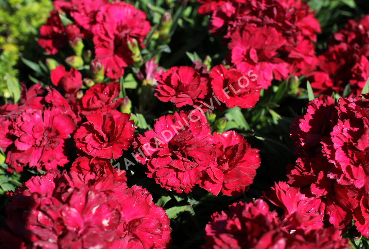 Hvozdík karafiát 'Sw.P. Dark Red' - Dianthus caryophyllus 'Sw.P. Dark Red'