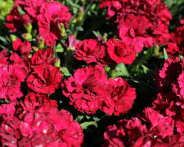Hvozdík karafiát 'Sw.P. Dark Red'