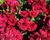 Hvozdík karafiát 'Sw.P. Dark Red'