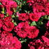 Dianthus caryophyllus 'Sw.P. Dark Red'_1.JPG