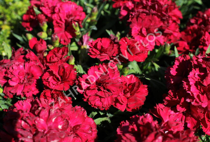 Hvozdík karafiát 'Sw.P. Dark Red' - Dianthus caryophyllus 'Sw.P. Dark Red'