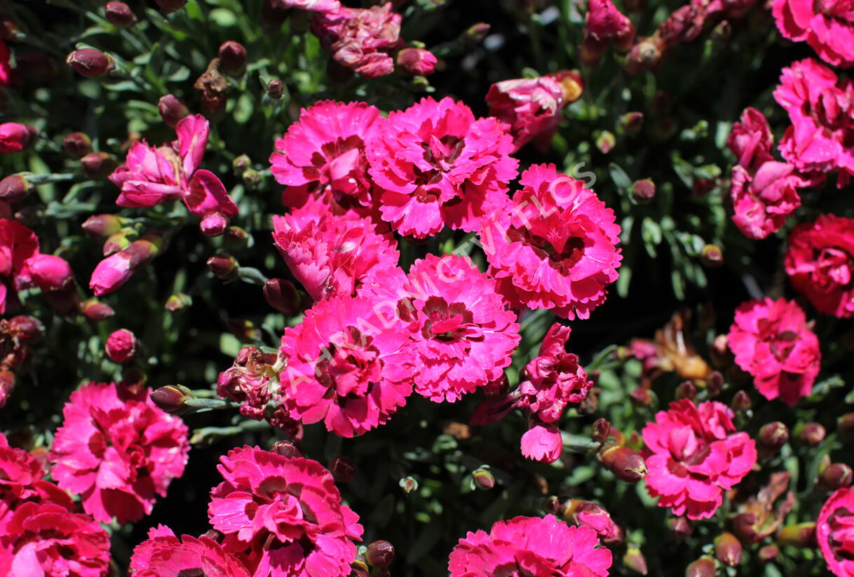 Hvozdík karafiát 'Early Love' - Dianthus caryophyllus 'Early Love'