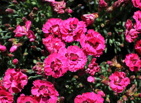 Hvozdík karafiát 'Early Love' - Dianthus caryophyllus 'Early Love'