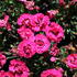 Dianthus caryophyllus 'Early Love'.JPG