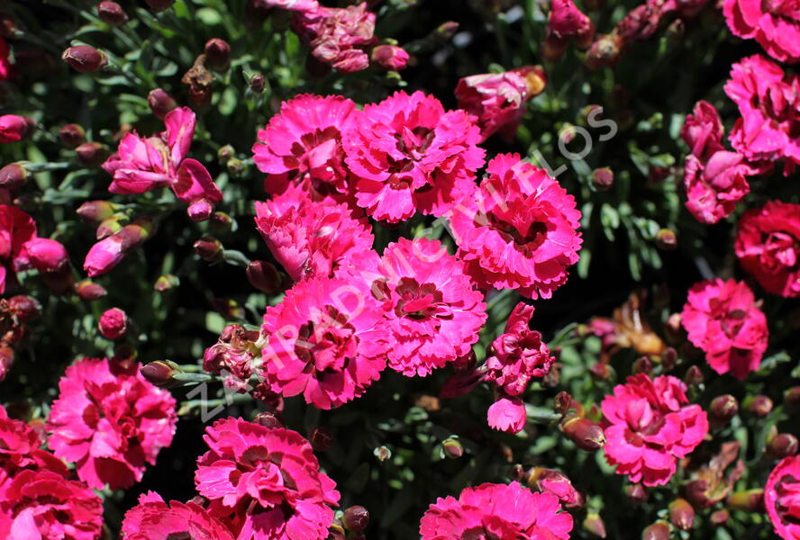 Hvozdík karafiát 'Early Love' - Dianthus caryophyllus 'Early Love'