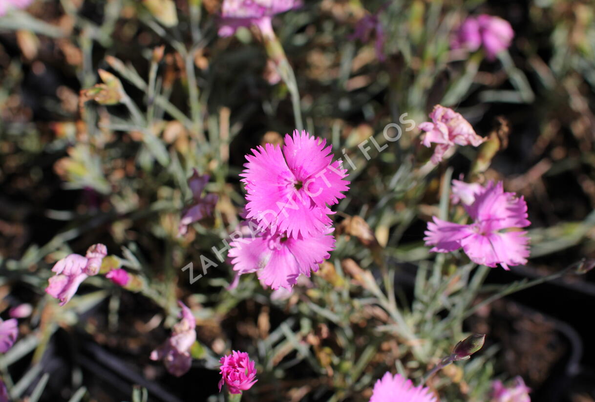 Hvozdík péřitý 'Dixie Pink' - Dianthus plumarius 'Dixie Pink'