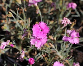 Hvozdík péřitý 'Dixie Pink'