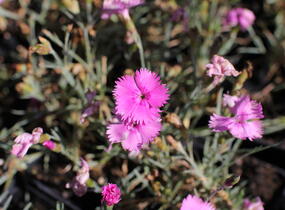 Hvozdík péřitý 'Dixie Pink' - Dianthus plumarius 'Dixie Pink'