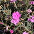 Dianthus plumarius 'Dixie Pink'.JPG