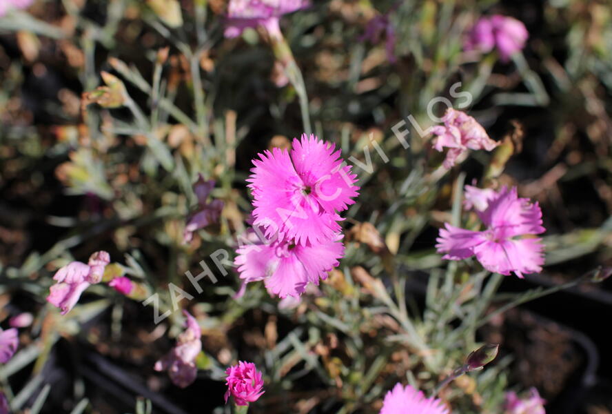 Hvozdík péřitý 'Dixie Pink' - Dianthus plumarius 'Dixie Pink'