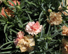 Hvozdík karafiát 'Sw.P. Apricot'