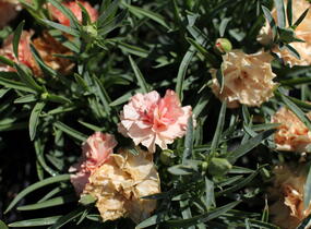 Hvozdík karafiát 'Sw.P. Apricot' - Dianthus caryophyllus 'Sw.P. Apricot'