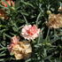 Dianthus caryophyllus 'Sw.P. Apricot'.JPG