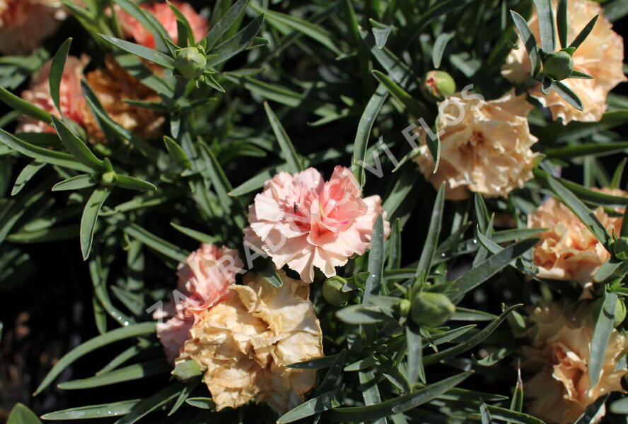 Hvozdík karafiát 'Sw.P. Apricot' - Dianthus caryophyllus 'Sw.P. Apricot'