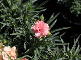 Hvozdík karafiát 'Sw.P. Apricot' - Dianthus caryophyllus 'Sw.P. Apricot'