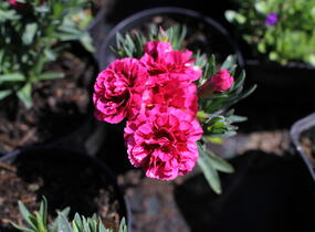 Hvozdík karafiát 'Oscar Purple Wings' - Dianthus caryophyllus 'Oscar Purple Wings'