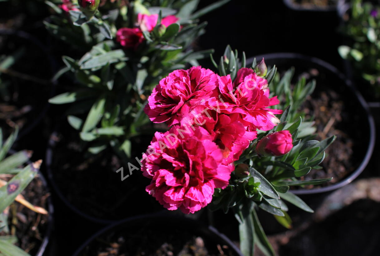 Hvozdík karafiát 'Oscar Purple Wings' - Dianthus caryophyllus 'Oscar Purple Wings'