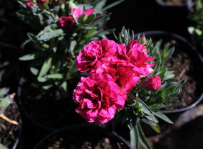 Hvozdík karafiát 'Oscar Purple Wings' - Dianthus caryophyllus 'Oscar Purple Wings'