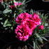 Dianthus caryophyllus 'Oscar Purple Wings'_1.JPG