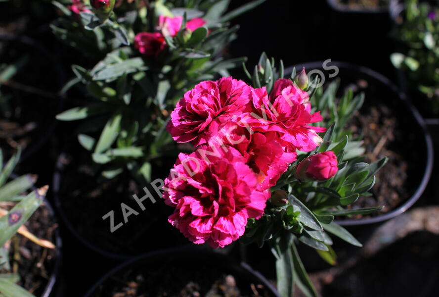 Hvozdík karafiát 'Oscar Purple Wings' - Dianthus caryophyllus 'Oscar Purple Wings'