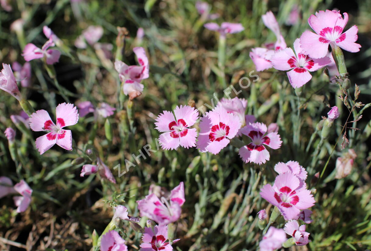 Hvozdík péřitý 'Dixie Red Rose Bicolor' - Dianthus plumarius 'Dixie Red Rose Bicolor'