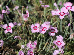 Hvozdík péřitý 'Dixie Red Rose Bicolor' - Dianthus plumarius 'Dixie Red Rose Bicolor'