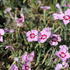 Dianthus plumarius 'Dixie Red Rose Bicolor'.JPG
