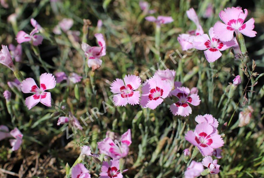 Hvozdík péřitý 'Dixie Red Rose Bicolor' - Dianthus plumarius 'Dixie Red Rose Bicolor'