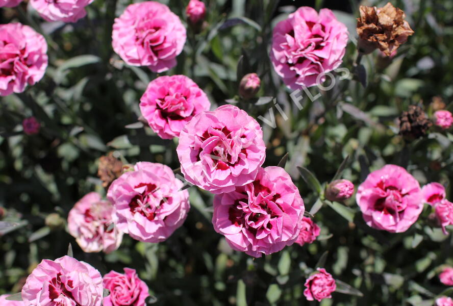 Hvozdík karafiát 'Capitan Mrs. Ann' - Dianthus caryophyllus 'Capitan Mrs. Ann'