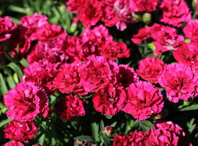 Hvozdík karafiát 'DiaDeur® Mathilde' - Dianthus caryophyllus 'DiaDeur® Mathilde'