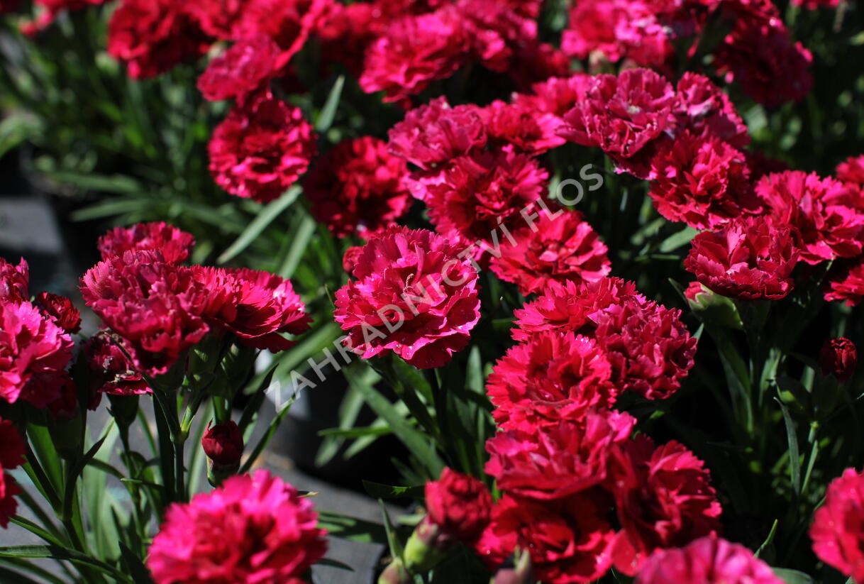 Hvozdík karafiát 'DiaDeur® Mathilde' - Dianthus caryophyllus 'DiaDeur® Mathilde'