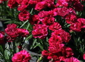 Hvozdík karafiát 'DiaDeur® Mathilde' - Dianthus caryophyllus 'DiaDeur® Mathilde'