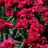Dianthus caryophyllus 'DiaDeur® Mathilde'_1.JPG
