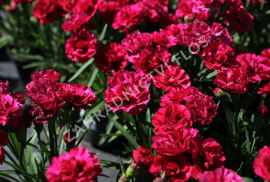 Hvozdík karafiát 'DiaDeur® Mathilde' - Dianthus caryophyllus 'DiaDeur® Mathilde'
