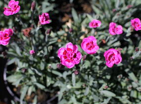 Hvozdík karafiát 'Purple Wedding' - Dianthus caryophyllus 'Purple Wedding'