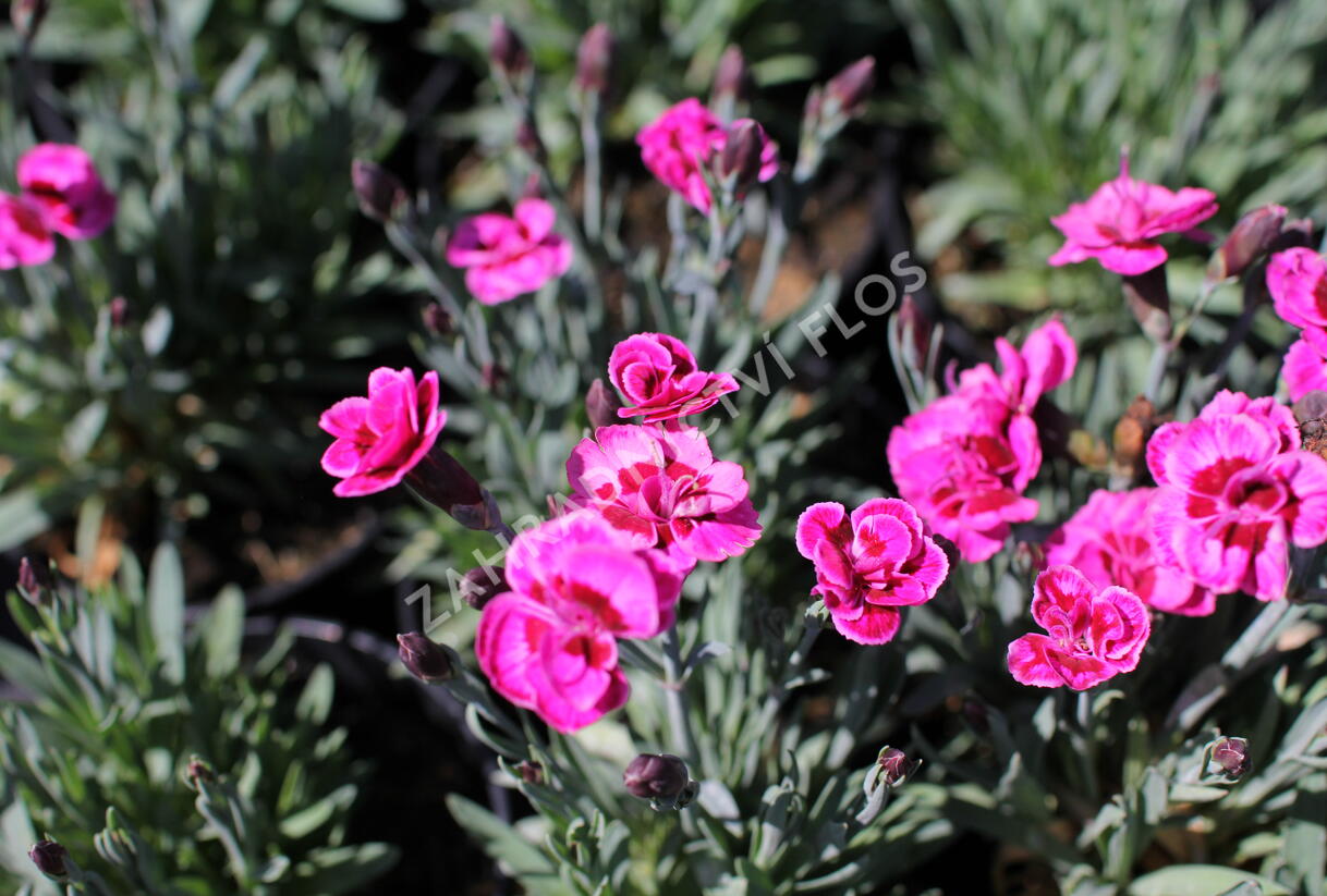 Hvozdík karafiát 'Purple Wedding' - Dianthus caryophyllus 'Purple Wedding'