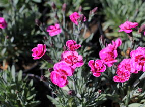 Hvozdík karafiát 'Purple Wedding' - Dianthus caryophyllus 'Purple Wedding'