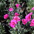 Dianthus caryophyllus 'Purple Wedding'.JPG