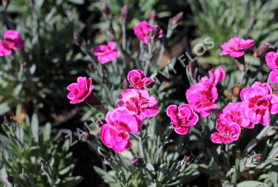 Hvozdík karafiát 'Purple Wedding' - Dianthus caryophyllus 'Purple Wedding'