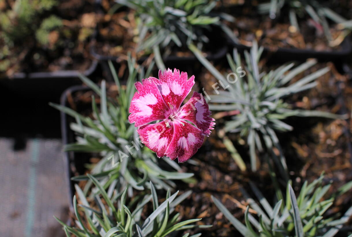 Hvozdík péřitý 'Angel of Desire' - Dianthus plumarius 'Angel of Desire'