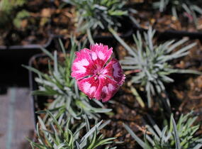 Hvozdík péřitý 'Angel of Desire' - Dianthus plumarius 'Angel of Desire'