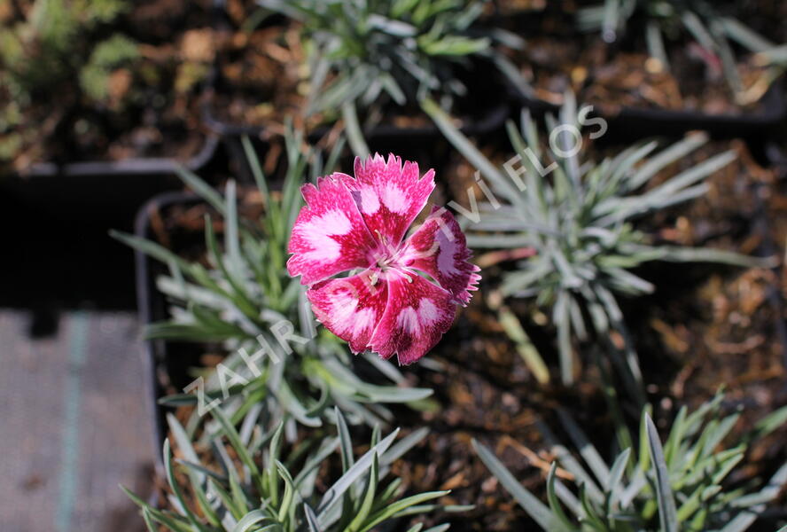 Hvozdík péřitý 'Angel of Desire' - Dianthus plumarius 'Angel of Desire'